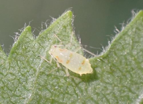 Calaphis flava